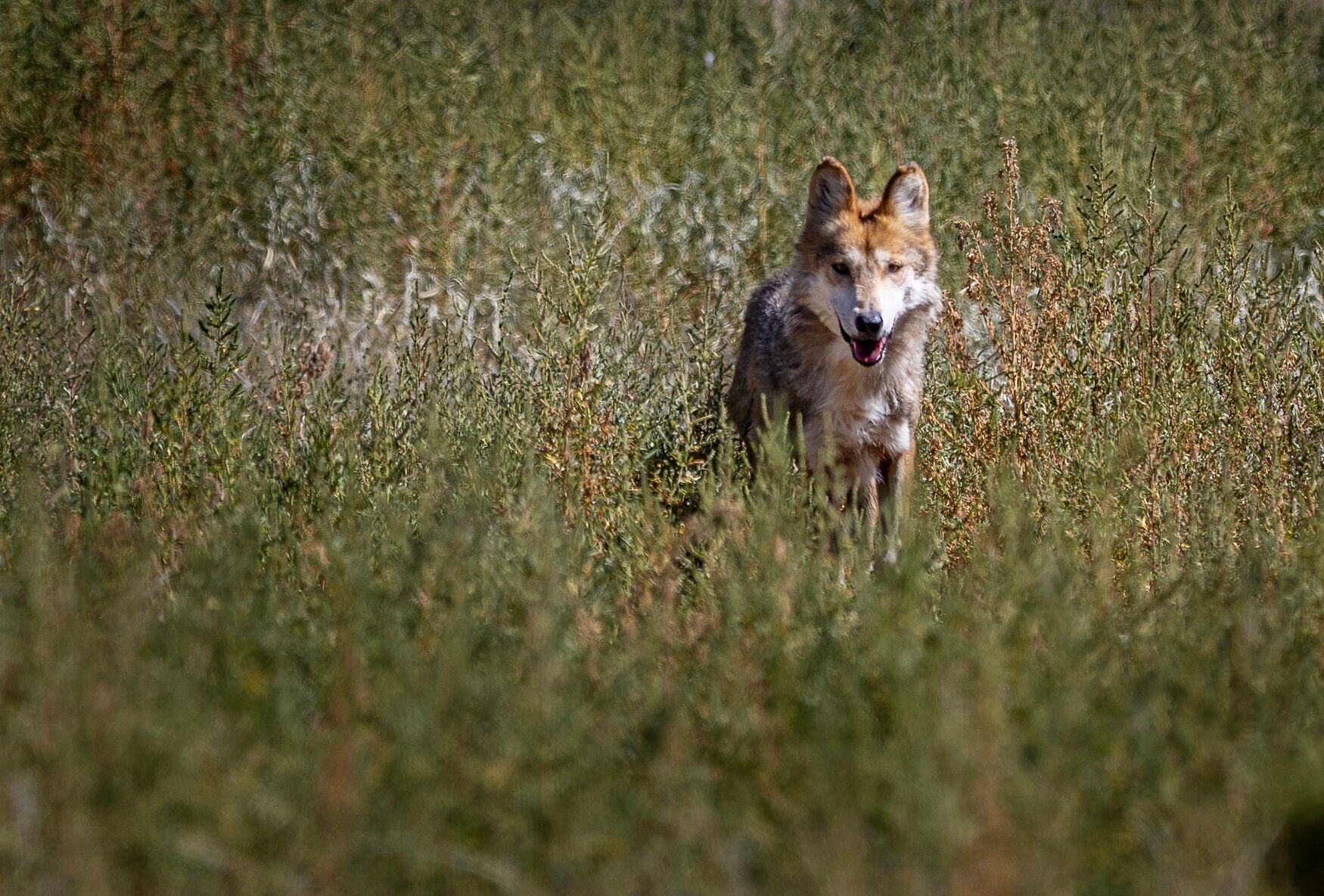 092624_GC_Wolves03rgb.jpg (copy)